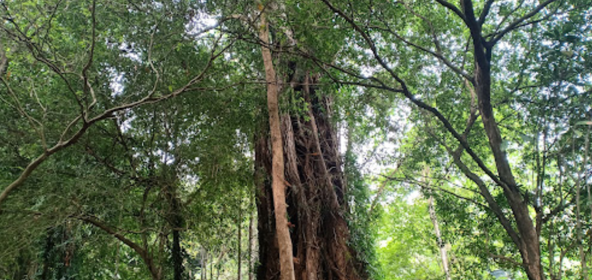 Potensi Wisata Dusun Kelewih bertujuan untuk mengidentifikasi potensi baik potensi alam  maupun kebuayaan yang dikembangkan seabgai daya tarik wisata.